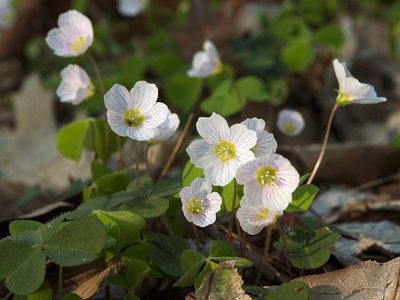 La planta que es considerada maleza, pero tiene las flores más hermosas y se reproduce fácil