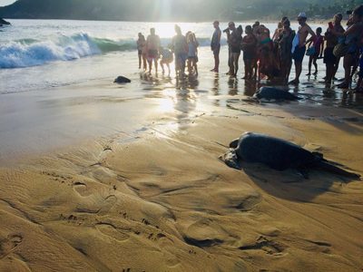 Tortugas de Oaxaca: víctimas de la marea roja, la actividad humana y la falta de recursos