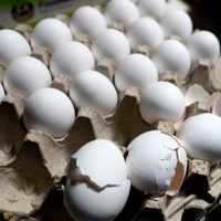 Precios de huevos alcanzan récord pese a predicciones de Trump y disminución de gripe aviar