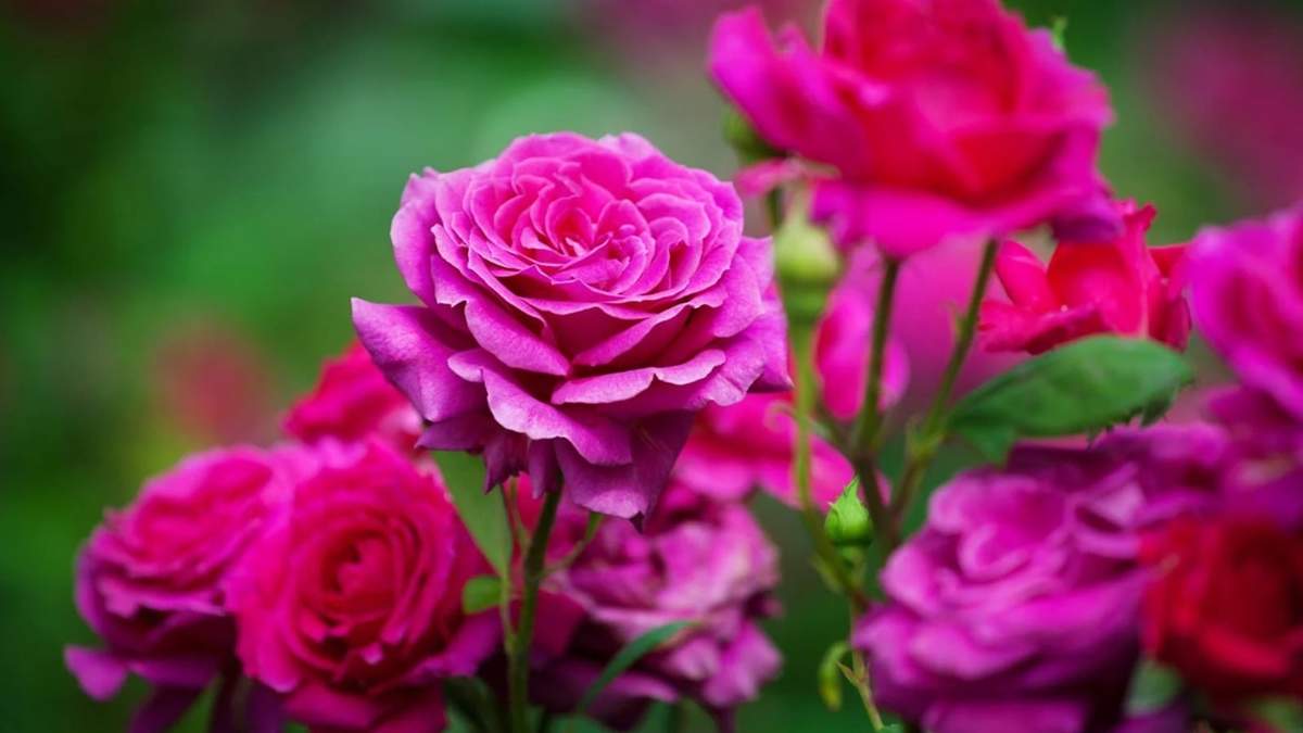Rosas. Fuente: (Instagram).