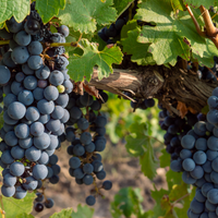 El Malbec argentino que se destacó por ser el mejor del mundo