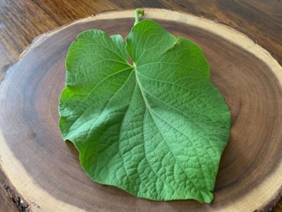 Conocé la planta comestible que es un tesoro para curar todos estos malestares