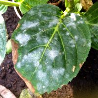 Qué significa que las hojas de mis plantas se pongan blancas y cómo solucionarlo con 1 ingrediente