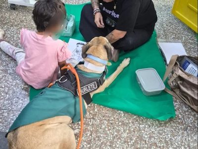 Burlete: el galgo rescatado de Neuquén que brinda terapia emocional asistida en hospitales