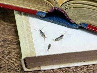 Con 3 cosas muy baratas, eliminá los molestos bichos de la humedad que aparecen en el baño o tu cocina