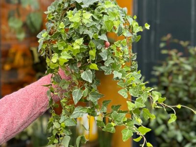 La planta que vive hasta mil años y que puede resistir meses sin ser regada