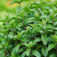 La planta que muchos quieren en su jardin, pero que esconde un peligroso secreto