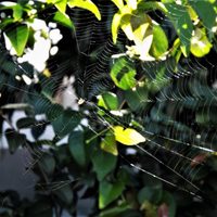 No lo mates: el animal que habita silenciosamente en tu casa y que es un tesoro para tu jardín