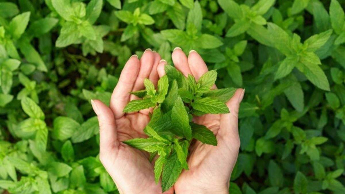 Menta, una planta que crece rápido y resulta un tesoro para la salud. Fuente: (X)