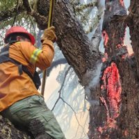 Se registraron cinco focos de incendio en la zona norte del Parque Nacional Lanín