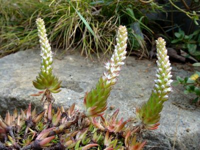 Suculentas: cómo cuidar a la Orostachys japonica, la planta de moda para exterior