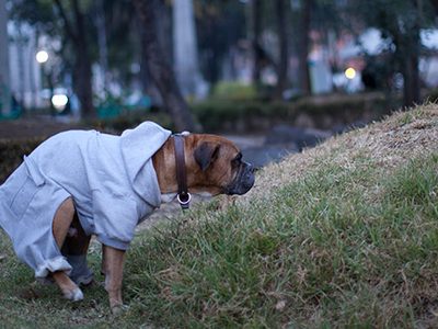 Heces caninas: un creciente, enigmático y fétido problema