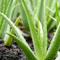Las 5 plantas suculentas que son comestibles y no lo sabías