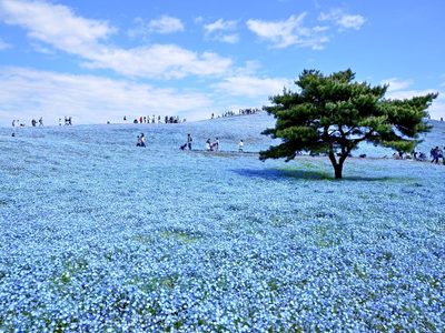 En las costas de Japón, el Parque Hitachi regala un jardín florido todo el año