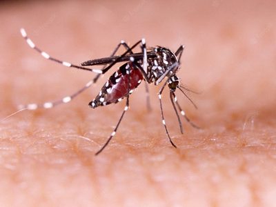 Las personas infectadas con dengue y zika son más “sabrosas” para los mosquitos