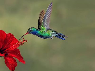 Tal vez no lo sabías: por qué el colibrí no es en realidad un pájaro