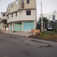 León deambula libremente por calles de Ocoyoacac; cuidador lo regresa a su domicilio (Video)