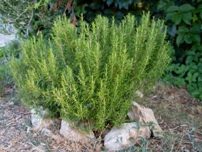5 plantas que serán tus mejores cómplices para mantener alejados a los mosquitos de tu hogar