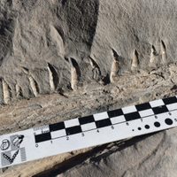 Hallazgo en Vaca Muerta: encontraron restos de un reptil que vivió hace 150 millones de años