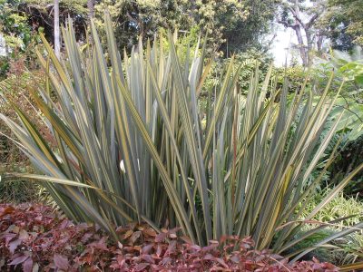 Aliadas del frío: las dos plantas que no le temen al invierno y quedan divinas juntas en tu jardín