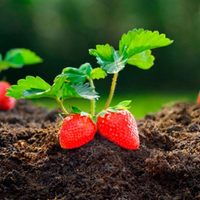 Descubren un compuesto en la frutilla que serviría para la industria farmaceútica
