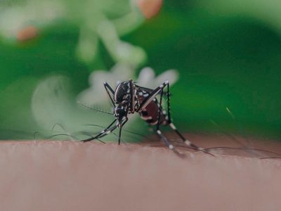 Con 1 ingrediente de cocina: el truco para ahuyentar a las moscas y mosquitos de tu alrededor