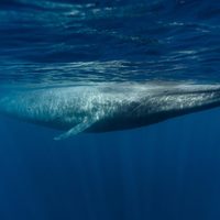 Ballenas en riesgo por contaminación y sobrepesca