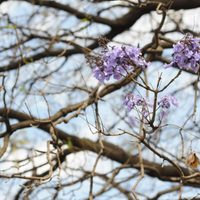 Sorprende que jacarandas estén floreciendo en invierno, pero ¿es bueno?
