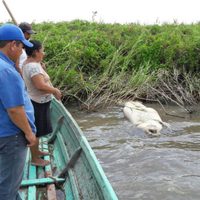 Hallan altos niveles de cadmio, plomo y aluminio en aguas de Los Bitzales, donde mueren manatíes