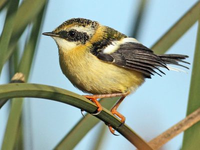 Curiosidades del sietecolores, el pájaro austral que canta como un sapito