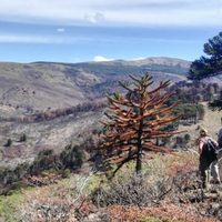 Tras los incendios en Aluminé, el Gobierno trabaja en el plan de restauración de la zona