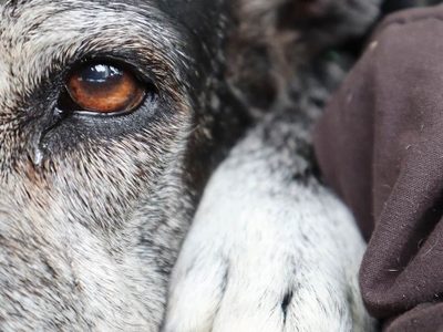 Crecen las denuncias por envenenamiento de animales en Zapala en medio de reclamos por fallas institucionales