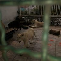 La Profepa turna a la PGR la investigación de tres leones en azotea capitalina