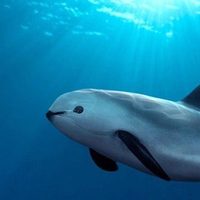 Convención internacional aprueba plan de México para proteger la vaquita marina