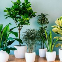 Para impacientes: 3 plantas que crecen rápido y de la forma más frondosa