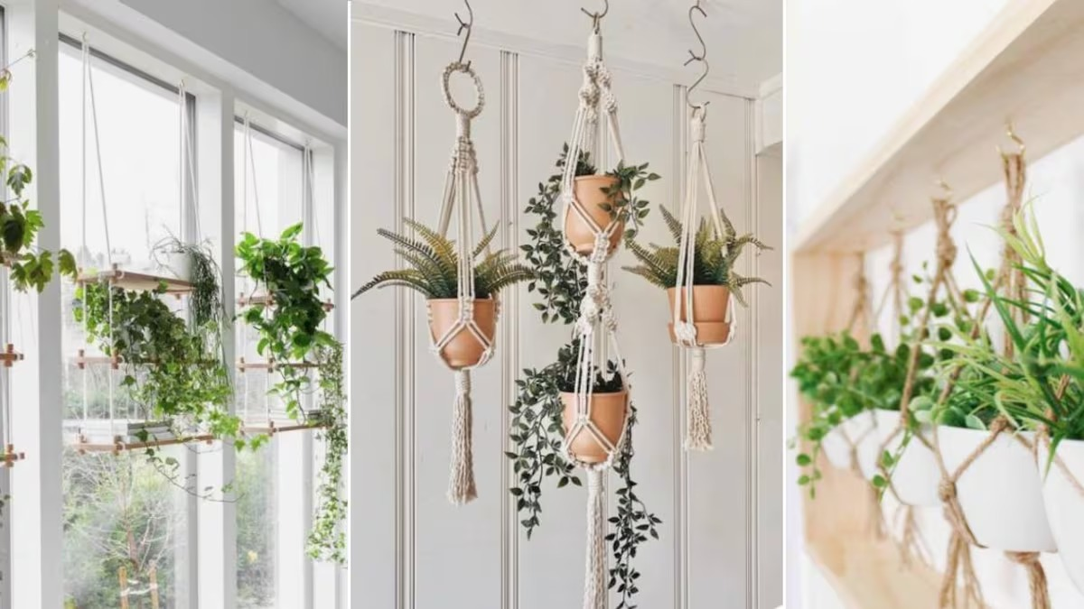 Plantas. Fuente: (X)