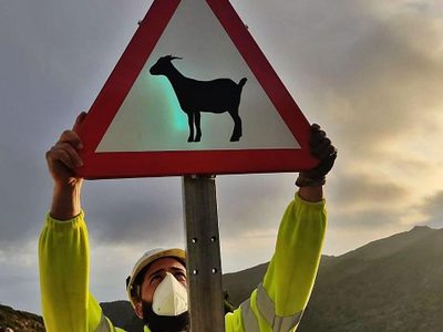 Empezó la trashumancia: crianceros se desplazan por rutas neuquinas