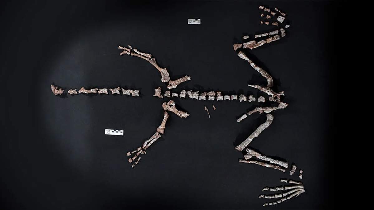 Encontraron uno de los dinosaurios más antiguos del mundo
