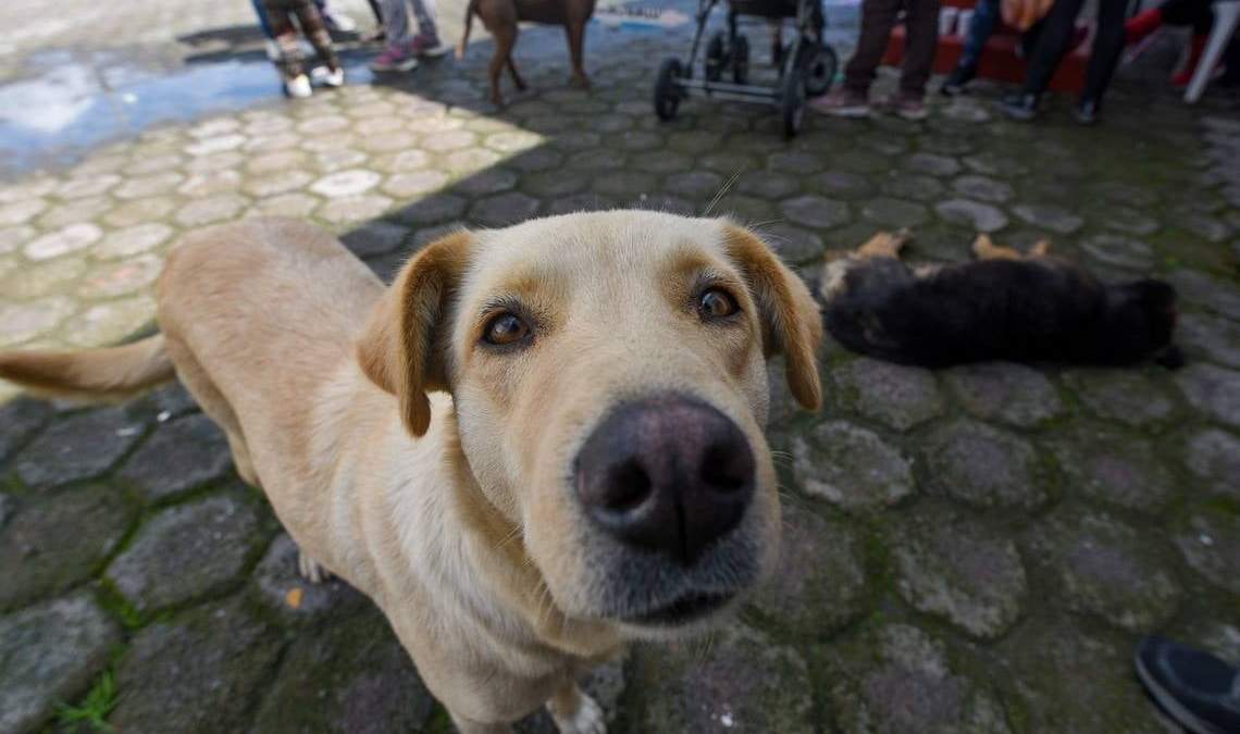 PVEM busca regular criaderos de perros y gatos, y prohibir su venta en tianguis