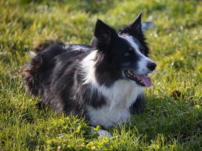 Una pastilla experimental promete alargar la vida de tu perro