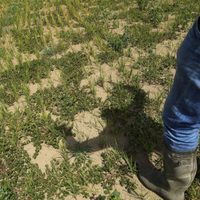 “Es como estar en la Luna”: la devastadora sequía en Italia arrasa los campos de arroz
