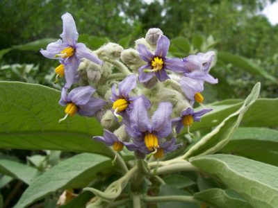 La planta favorita de muchos para decorar el jardín en invierno: es resistente y de pocos cuidados