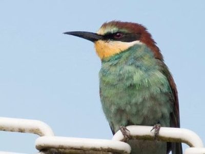 El cambio climático impactará con severidad en las aves para 2080