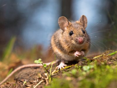 Mantené a las ratas lejos de tu casa con estos trucos simples, baratos y naturales