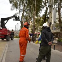 Cortarán el tránsito en las diagonales de Neuquén por la poda de los eucaliptos