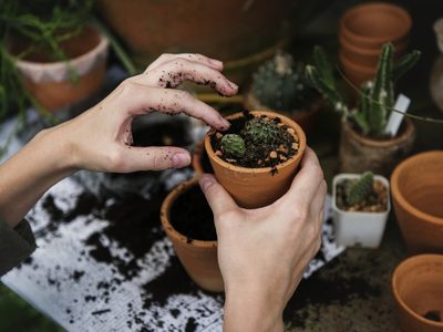 Con los restos de cartón, hacé estas macetas biodegradables para tus plantas, con esta sencilla técnica