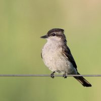 Curiosidades sobre el Tuquito Gris: el ave que adora el silencio y es el mayor enemigo de las moscas