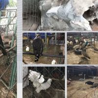 Aseguran dos caballos pura sangre en rancho del líder de Los Rojos en Puebla