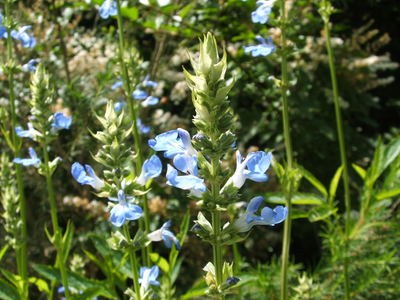 Atención, principiantes: la Salvia que florece en otoño, resiste el frío y casi no necesita cuidados