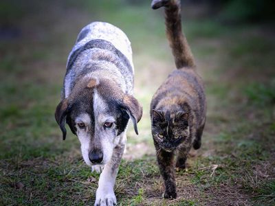 Señales de envejecimiento en nuestras mascotas: cómo detectarlas y mejorar su calidad de vida